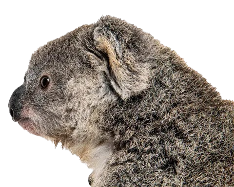 Koala