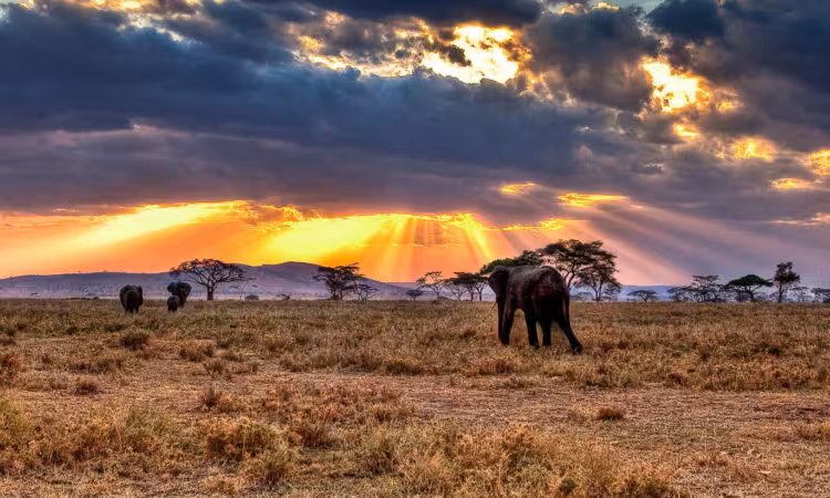 Serengeti
